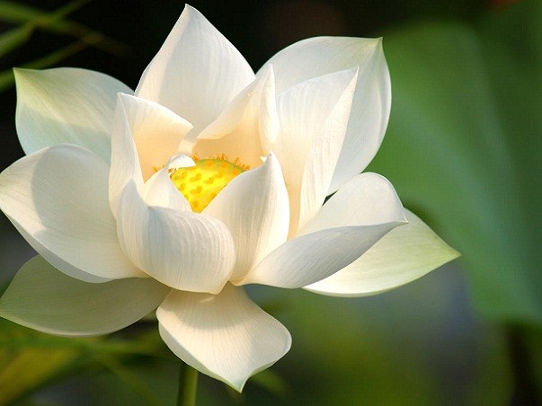 Hoa Sen Ở Tây Phương Cực Lạc Do Đâu Mà Có?  White-Lotus-5