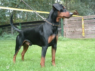 Pinčeris Deutscher-Pinscher