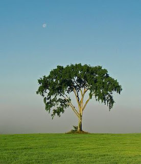 ¿QUÉ ARBOL ERES TU? Olmo