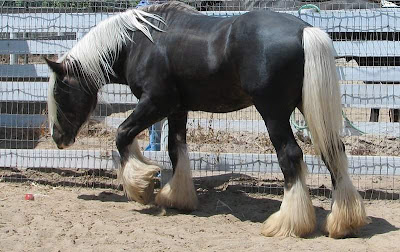 Beautiful horses pictures 20