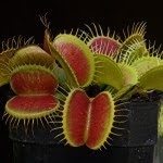 أكثر 10 نباتات روعة في العالم Venus-fly-trap