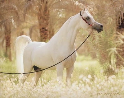 اجمل حصان عربي اصيل Beauti-horse