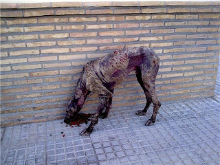 galgo - Parchito Urgentisimo!!!! Transporte Sevilla-Valencia. Galgo en horrib GetAttachment