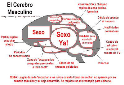 Hombre vs Mujer - Página 12 Cerebrohombre