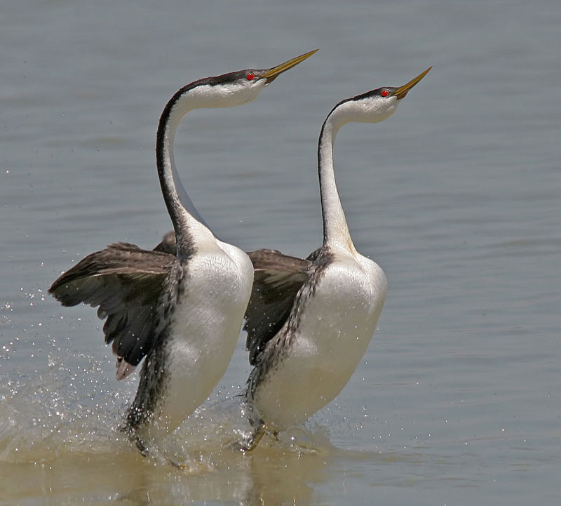 غطاسيات   ......... Western-Grebe-(mating-dance)