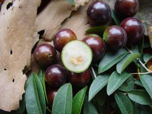 شجـرة غريييبة Jaboticaba