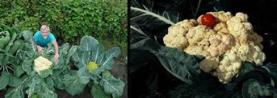 Sayuran dan Buah Terbesar yang Pernah Tumbuh A422_cauliflower