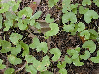 வல்லாரை கீரை -  கட்டுரை  440px-Starr_020803-0094_Centella_asiatica