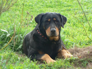 ΡΟΤΒΑΪΛΕΡ / ROTTWEILER, ROTTIE, ROTT, ROCHESTER. Ramon_020108