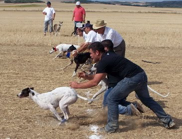 Santa Fe y sus Leyes de galgos - Página 2 Suelta