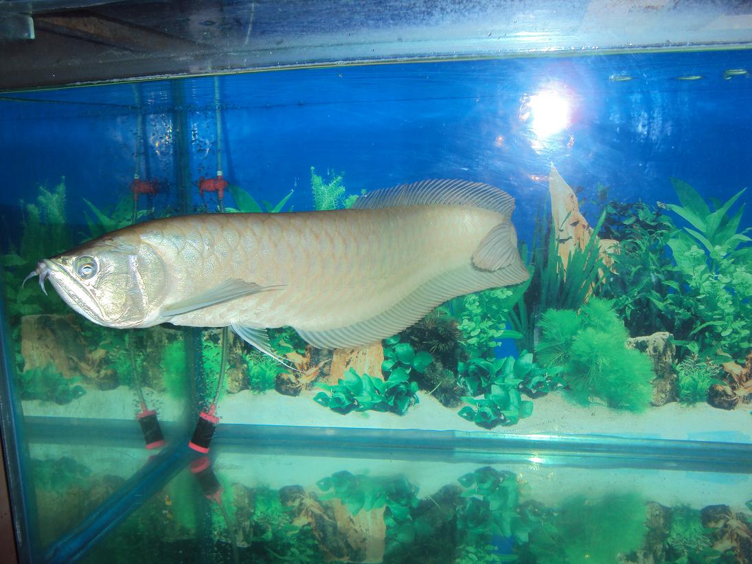 Osteoglossum bicirrhossum (Silver Arowana) DSC03854