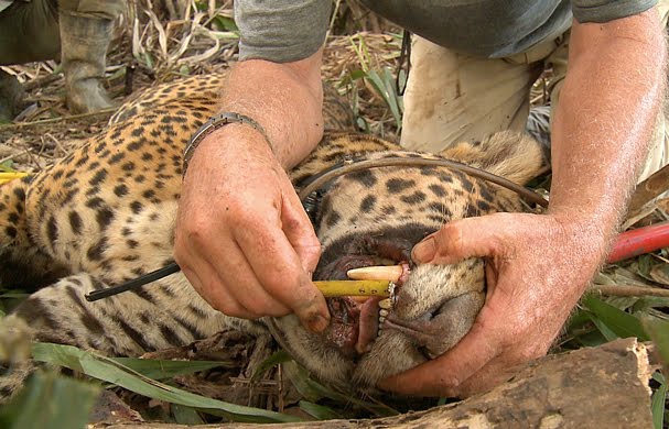 Jaguar monstro VS Tigre de Sumatra Onca-dente