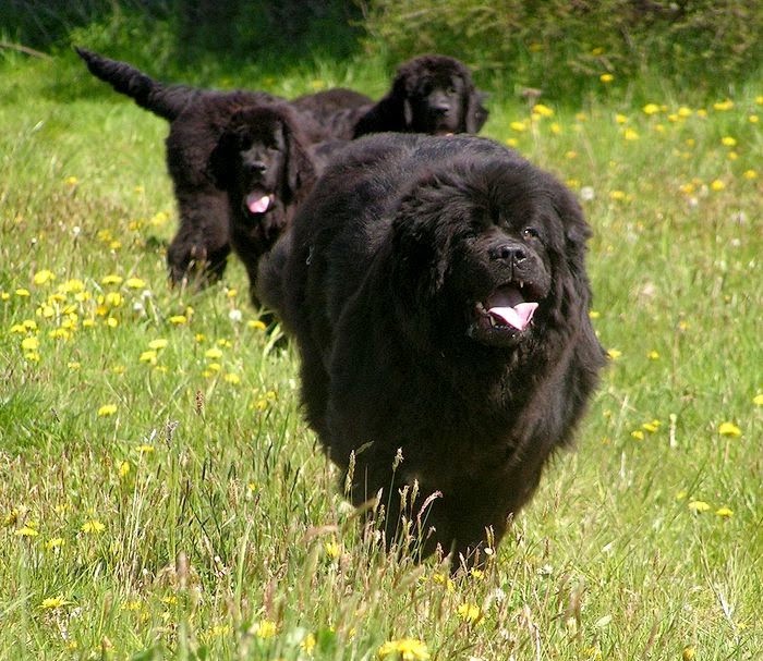 NEWFOUNDLANDER Newfoundland_dog