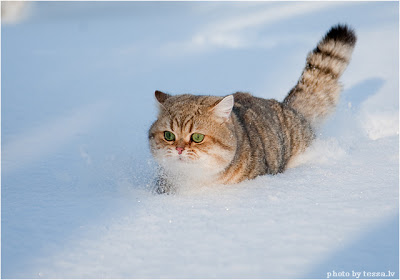 Snow Cat >.< Snow2