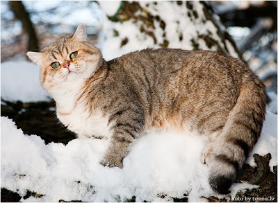 Snow Cat >.< Quen2