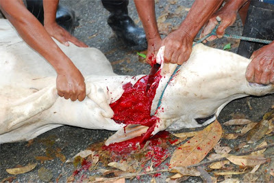 Raya Korban dan Lembu Lembu