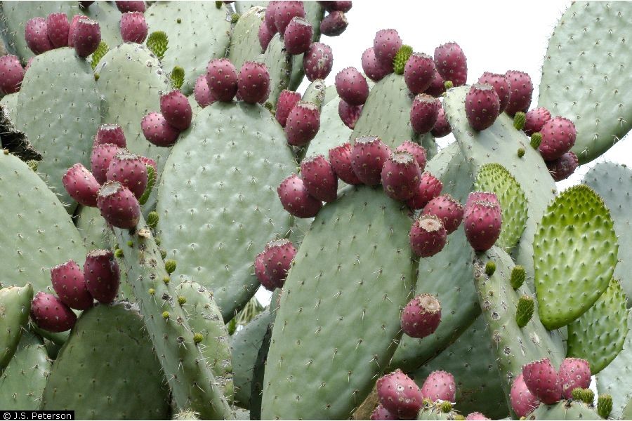 [Tout] Des petites et grandes crations Opuntia1