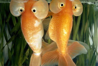 வினோதமான படங்கள்... Goldfish-zahl-620603-ga%5B1%5D