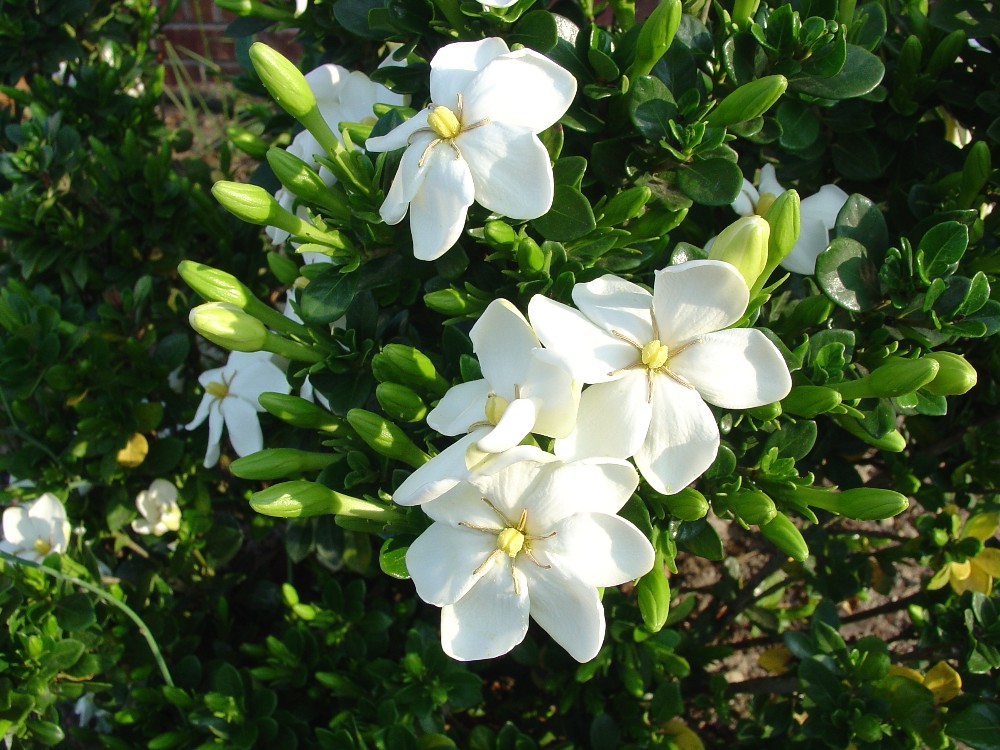 What kind of flowers will you be planting this spring? Gardenia