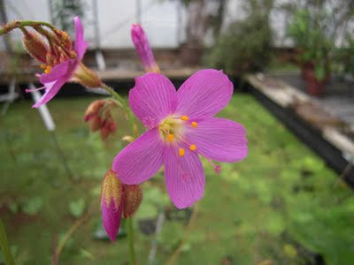 A rainha sul-africana Drosera_regia_flower