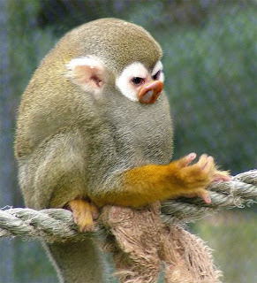 Pokémons Reais Monkey