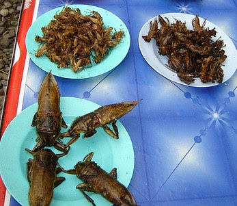 Ruokakeskustelu - Sivu 14 Chinese-cockroaches-snack