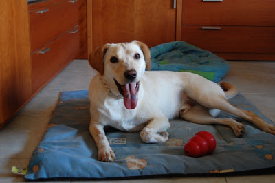 Novo, mini labrador, 7 meses DSC_0025B