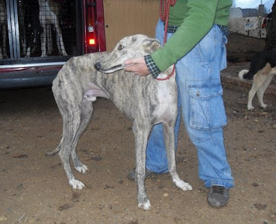 Necesitamos ayuda para salvar 30 galgos de la perrera de Cuenca,entre la asociacion Arcoairis y Cuencanimal SDC15141