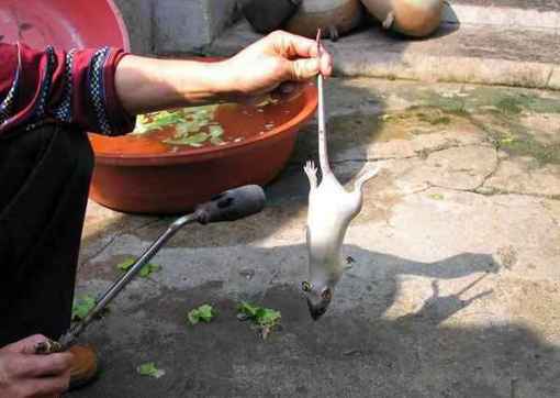 Foto Pengolahan Tikus Menjadi Ayam Tiruan 2