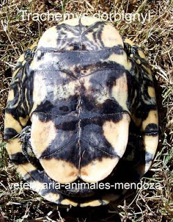 Como saber si tu tortuga es macho o hembra. Trachemys-blog-ventral-