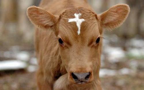 நெற்றியில் சிலுவைக்குறியுடன் பிறந்த கன்றுக்குட்டி Holy-Cow%2B%282%29