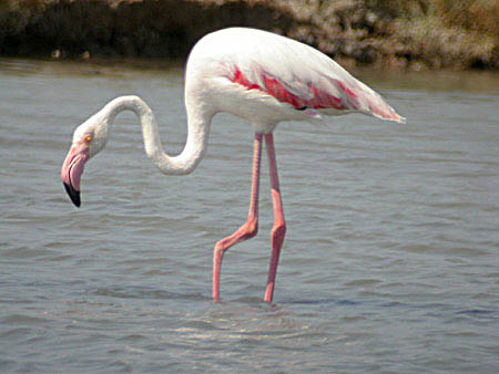 Mengenal spesies si kaki jenjang "Flamingo" GreaterFlamingo1PolchnitosSaltPansedit