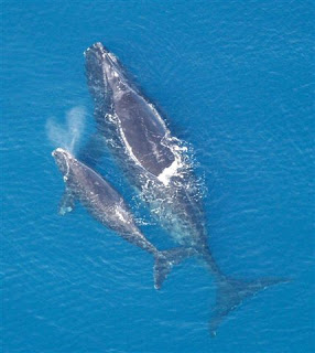 அதிசயத்தின் உச்சம் - திமிங்கிலம் (தகவல்கள்) Right_whale