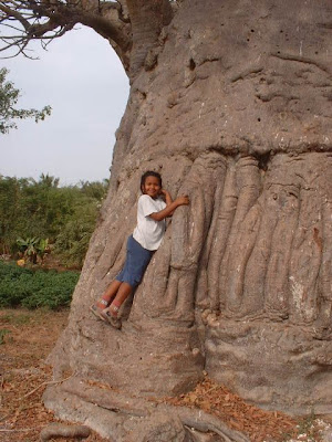 abrazar un arbol re-equilibra nuestras energias - Página 2 YassineBaobabMW