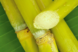 கரும்பின் மகிமை Bigstockphoto_Tropical_Raw_Sugar_Cane_1785700-720055