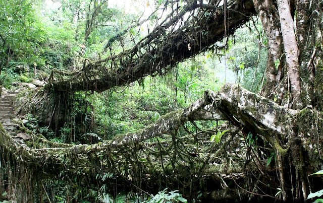 Los puentes vivientes de cherrapunji 1493248165_c79250beee_o