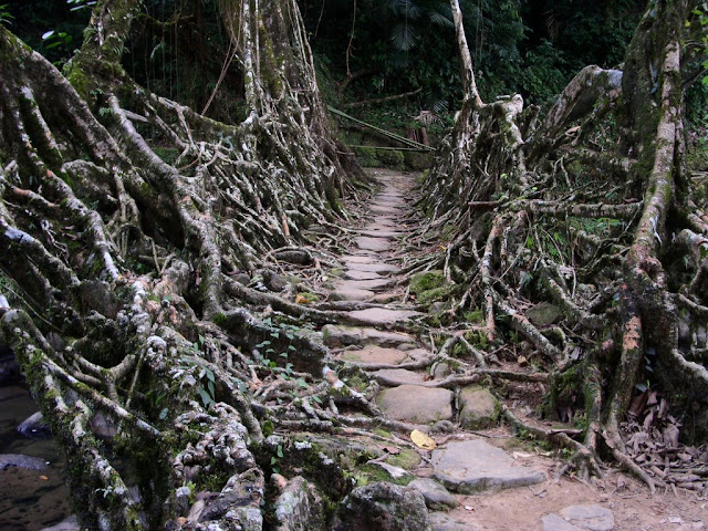 Los puentes vivientes de cherrapunji 69349915_fc5eb5d5f5_b