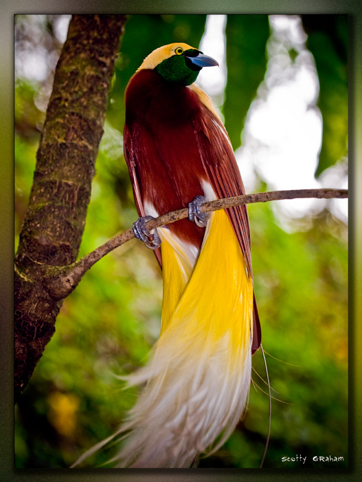 تشكيلة عامه من صور بعض الطيور BirdParadise