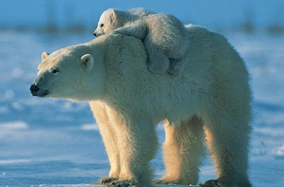 விலங்குகள் சில வினோதங்கள் Polar-bear-and-baby-1