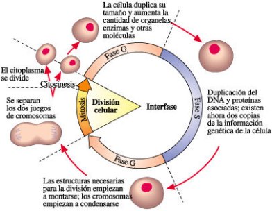 BIOLOGIA MOLECULAR CELULAR: LAS RUTAS DE LA INFORMACION. CONCEPTOS GENETICOS Y DESARROLLO Ciclo_celular02
