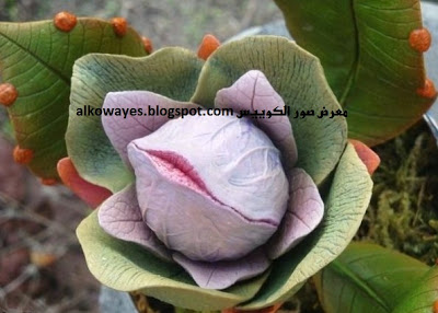 زهور تشبه الفم  Weird_Flower