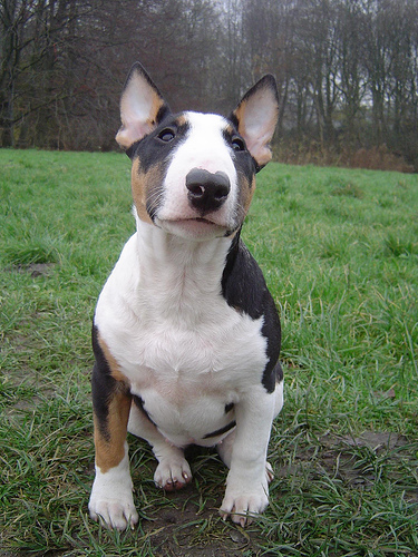 Registo de Animais Zzzzzzzzzzzzzzzzzzz1198066713bull_terrier