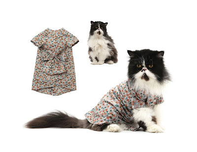 صح ملابس بس مولينا  Fashionable-cats-07