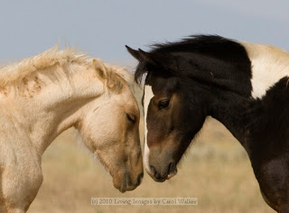 a new mare and her foal(that meet the un expeced stud who could be a forcer,if you post back as the stud please be mature) CarolWalker0054