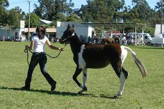 Fotos de Cavalos Cavalo-brumby