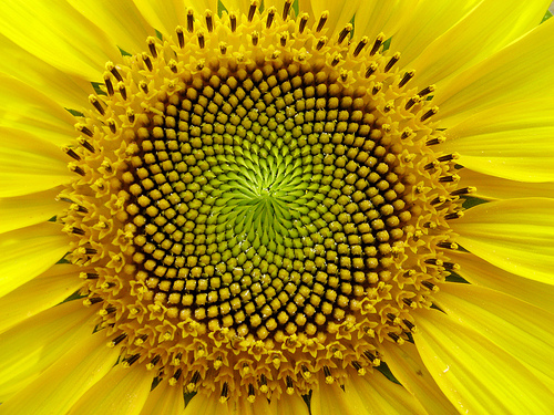 Cómo crear tu propio universo Girasol5