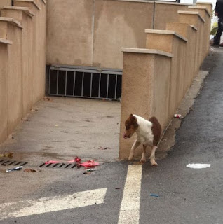 ADOPTADO!!! Pequeñin abandonado en un pueblo en Toledo, comiendo de los contenedores lo que encuentra SOS IMG_1206