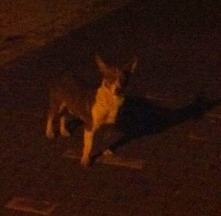 ADOPTADO!!! Pequeñin abandonado en un pueblo en Toledo, comiendo de los contenedores lo que encuentra SOS IMG_1322