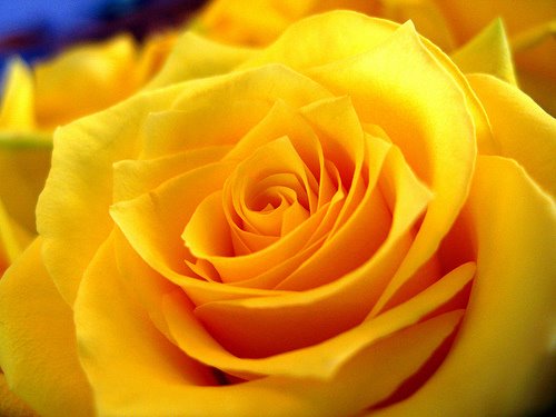 [color=darkred]رحـــلـة مـــــع الألـــــــــوان[/color] Yellow-Rose