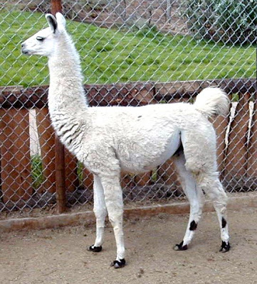 Vendo Llama1